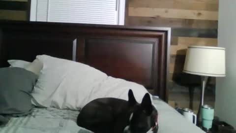 Media: Video of a dark brown dog with white markings sleeping on a bed with white pillows and grey bedding. The background features a wooden headboard and a wall with horizontal wooden planks. A beige lamp with a cylindrical base stands on the right.