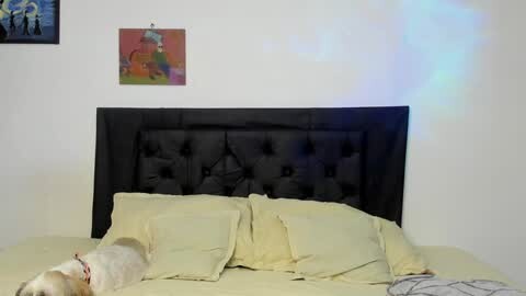 Media: Video of a bedroom with a black tufted headboard, light yellow bedspread, pillows, and a small white dog resting on the bed. Background includes a colorful abstract painting and a framed photo on the white wall.